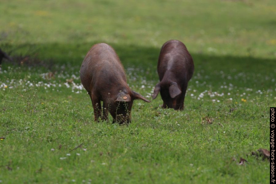 Porcs ibériques noirs à la recherche de glands dans un pré. Photo © André M. Winter