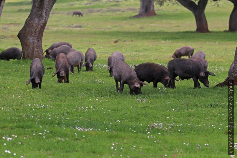 Troupeau de cochons ibériques noirs. Photo © André M. Winter