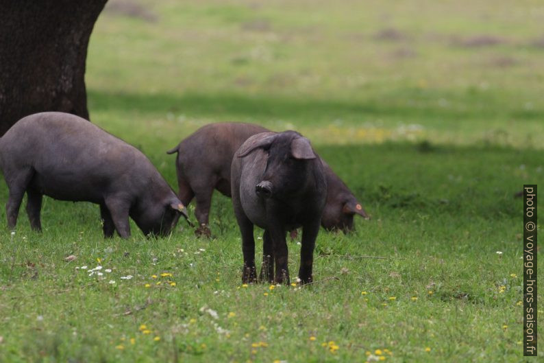 Cochons ibériques sur un pré vert. Photo © André M. Winter