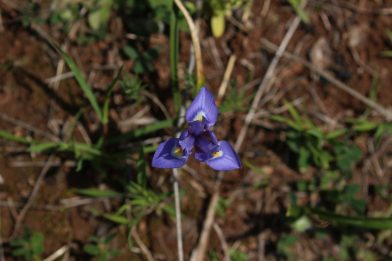Petite fleur d'iris bleue au printemps au Portugal. Photo © André M. Winter