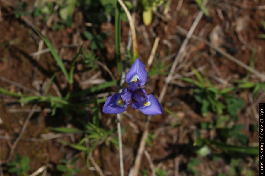Petite fleur d'iris bleue au printemps au Portugal. Photo © André M. Winter