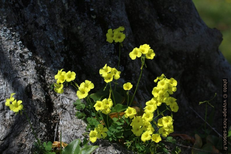 Oxalis des Bermudes. Photo © André M. Winter