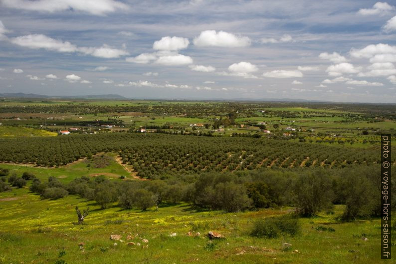 Oliveraie sur la colline de São Gens. Photo © Alex Medwedeff