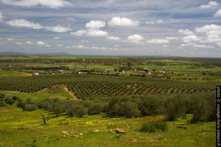 Oliveraie sur la colline de São Gens. Photo © Alex Medwedeff