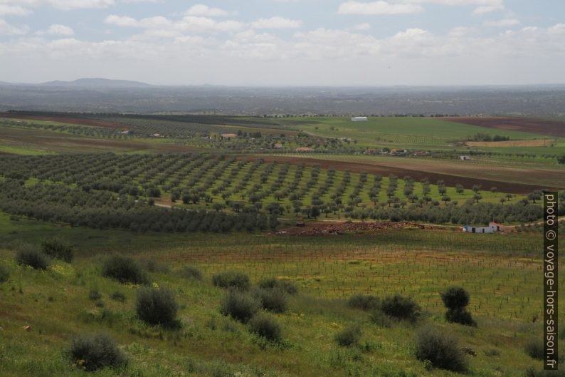 Oliveraie sur la colline de São Gens. Photo © Alex Medwedeff