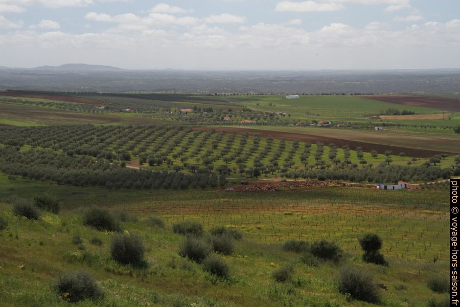 Oliveraie sur la colline de São Gens. Photo © Alex Medwedeff