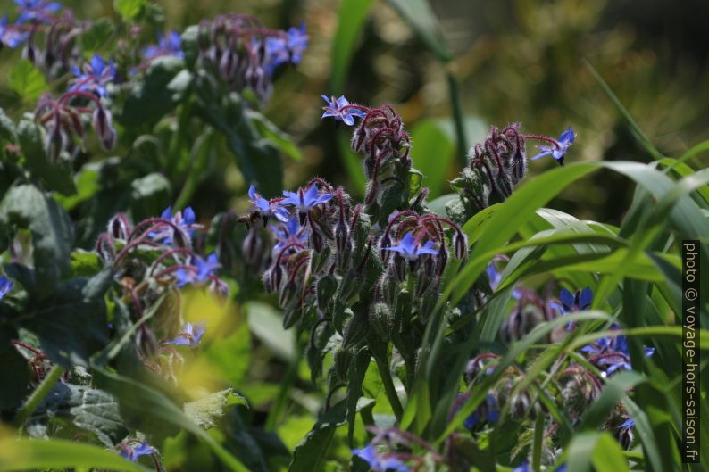 Bourrache officinale en fleurs. Photo © André M. Winter