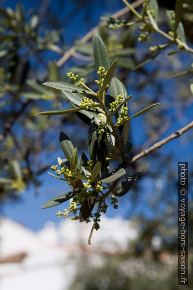 Branche avec fleurs d'oliviers. Photo © Alex Medwedeff