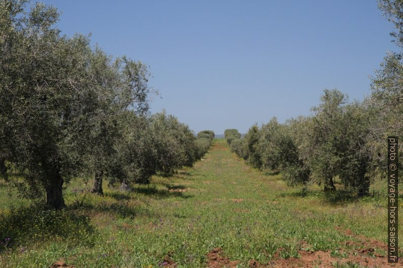 Plantation d'oliviers. Photo © Alex Medwedeff