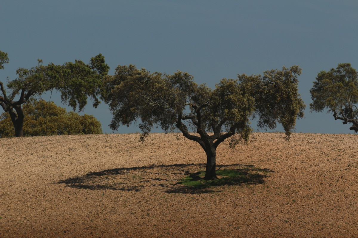 Ombre circulaire d'un chêne élagué au centre. Photo © André M. Winter