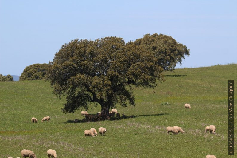 Moutons et un grand chêne dans une dehesa. Photo © André M. Winter