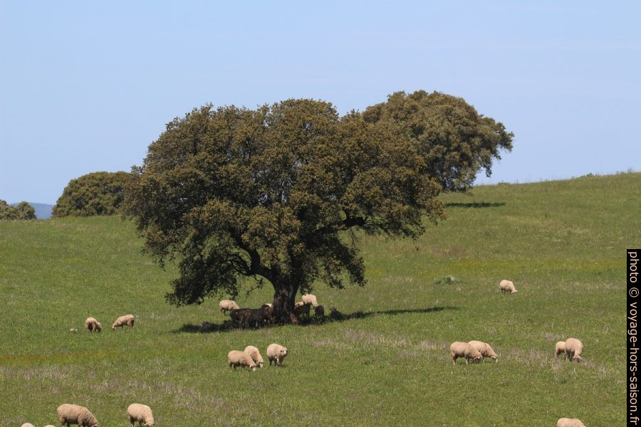 Moutons et un grand chêne dans une dehesa. Photo © André M. Winter