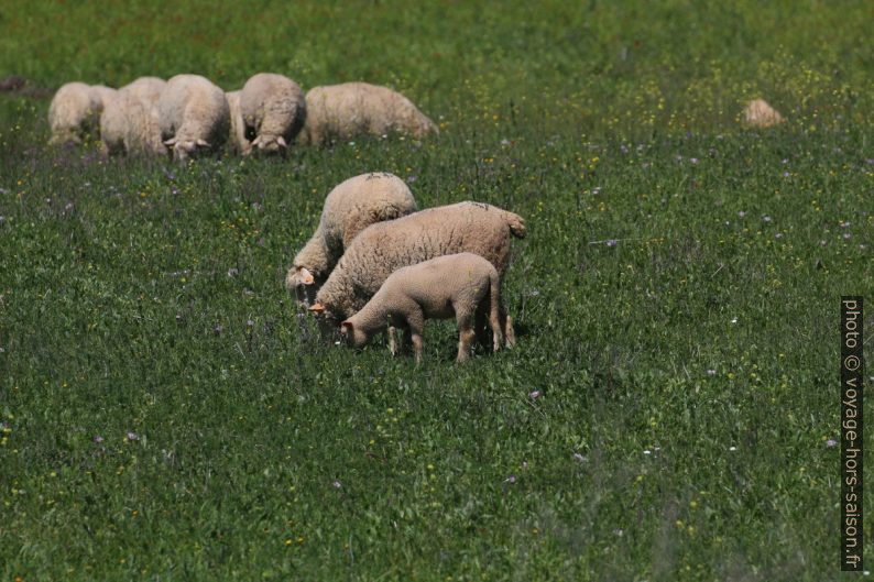 Moutons sur un pré verdoyant. Photo © André M. Winter