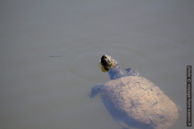 Tortue émyde lépreuse couverte de boue. Photo © André M. Winter