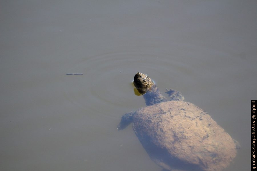 Tortue émyde lépreuse couverte de boue. Photo © André M. Winter