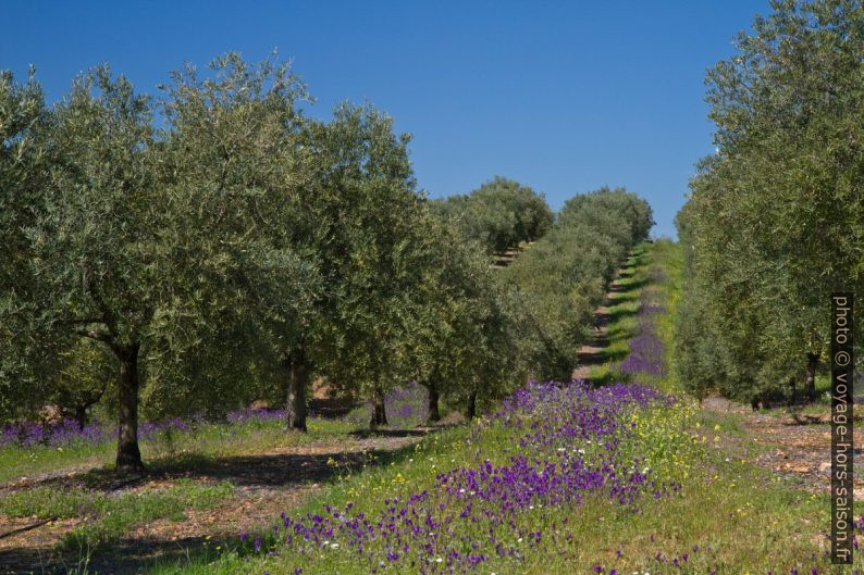 Oliveraie au pré fleuri. Photo © Alex Medwedeff