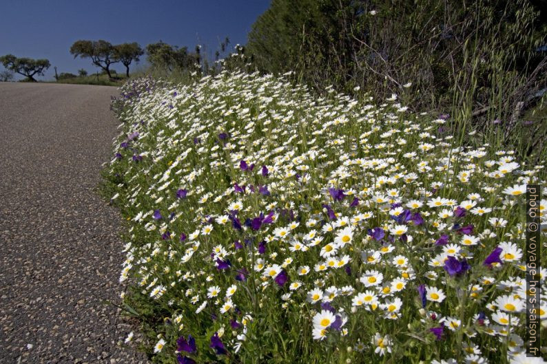 Bord de route naturellement richement fleuri au printemps. Photo © André M. Winter