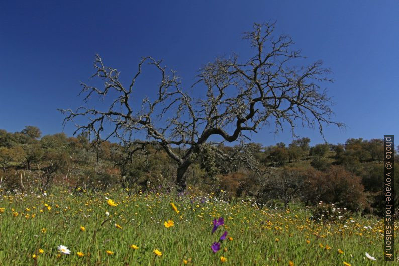 Chêne mort et pré fleuri. Photo © André M. Winter