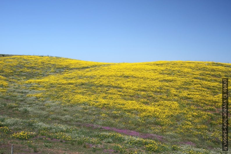 Pré fleuri de jaune. Photo © Alex Medwedeff