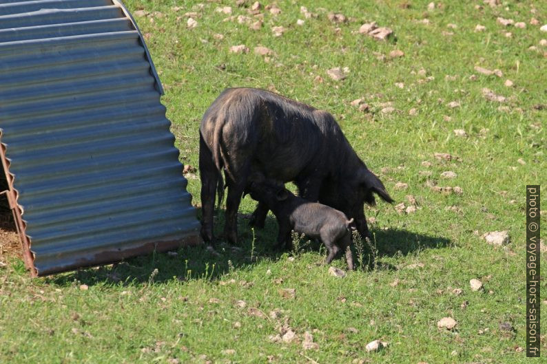 Truie ibérique noire allaitant un porcelet. Photo © André M. Winter