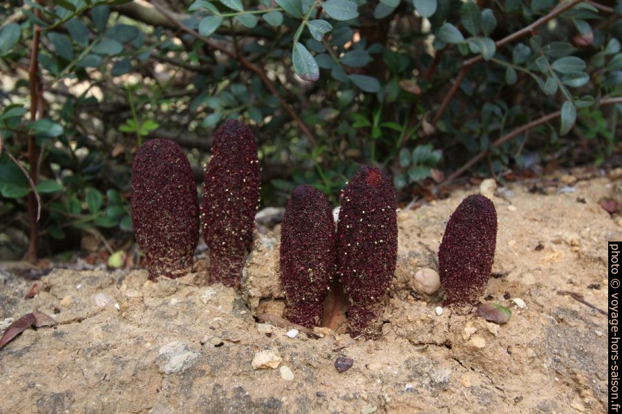 Plante probablement parasite du type Bdallophytum. Photo © André M. Winter