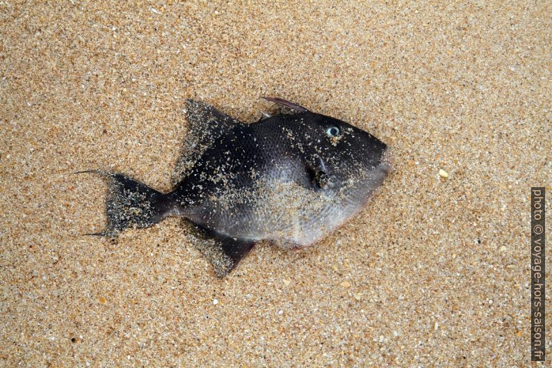 Poisson mort sur la plage. Photo © Alex Medwedeff