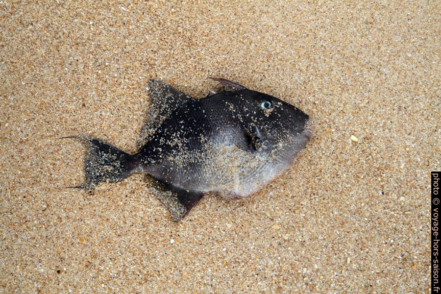 Poisson mort sur la plage. Photo © Alex Medwedeff