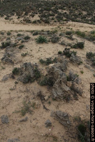 Tuf ou autre concrétion dans le sable de la dune de Praia Grande de Pêra. Photo © André M. Winter