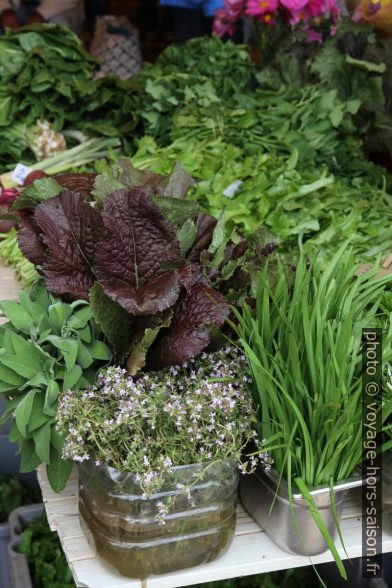 Épices et herbes fraîches au Mercado de Levante. Photo © Alex Medwedeff