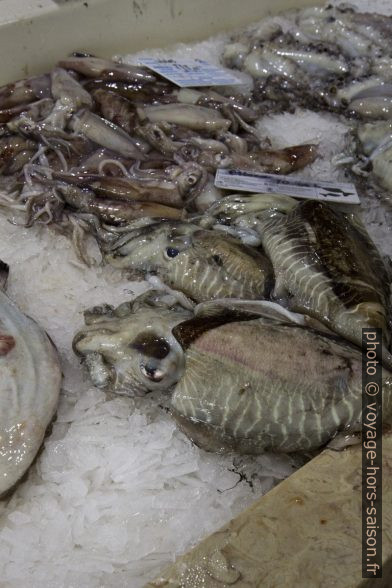 Seiches au marché de Lagos. Photo © Alex Medwedeff