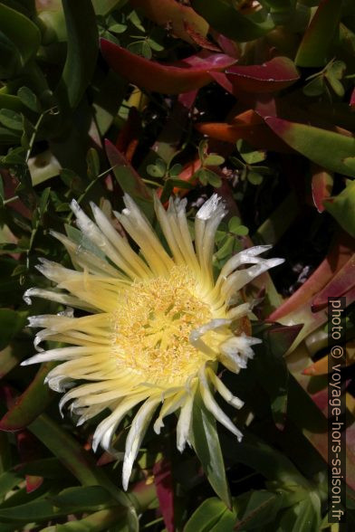 Fleur de griffes de sorcière. Photo © André M. Winter