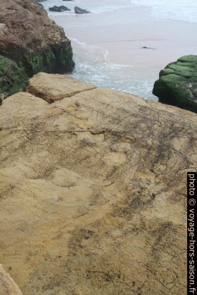 Traces de dinosaures de la Praia de Salema. Photo © Alex Medwedeff