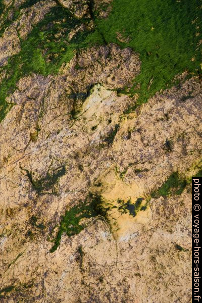 Probablement des traces de dinosaures de la Praia de Salema. Photo © Alex Medwedeff