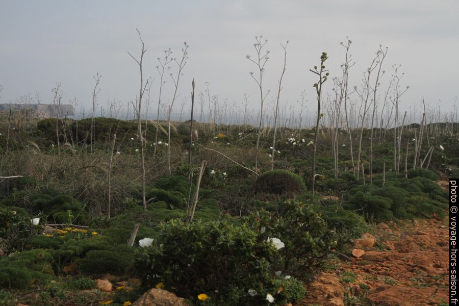 Plateau calcaire couvert de cistes et de fenouil sauvage. Photo © Alex Medwedeff