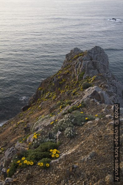 Fleurs printanières au nord du Cabo São Vicente. Photo © André M. Winter