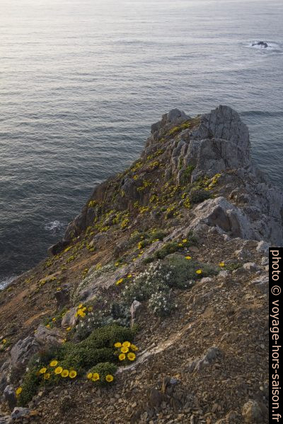 Fleurs printanières au nord du Cabo São Vicente. Photo © André M. Winter