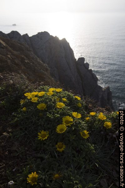 Fleurs sur les falaises à l'extrême sud-ouest du Portugal. Photo © André M. Winter