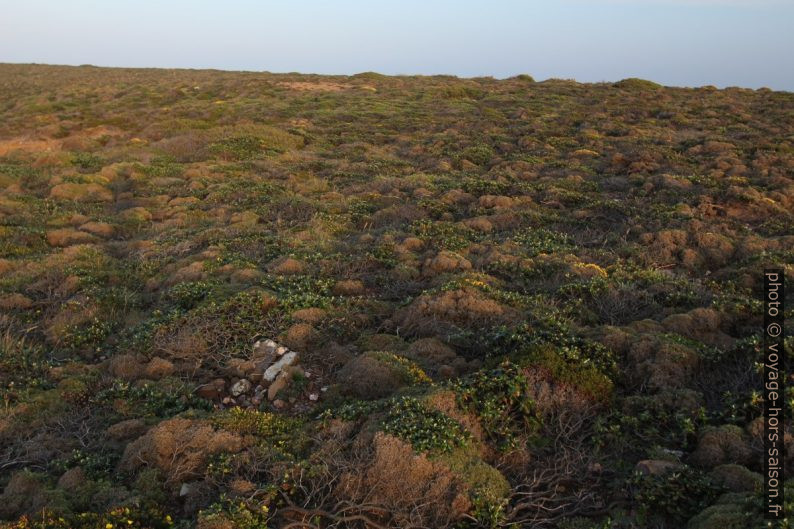 Tapis de végétation très basse au Cabo São Vicente. Photo © André M. Winter