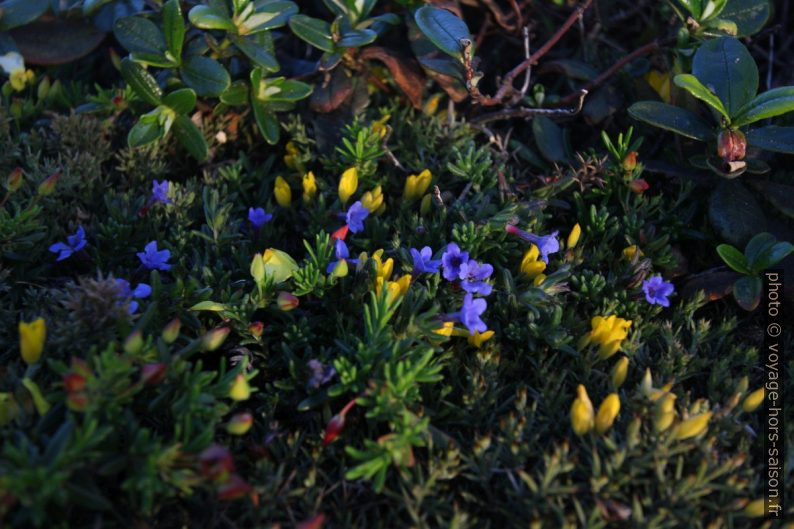 Végétation basse en fleurs au Cabo São Vicente. Photo © André M. Winter