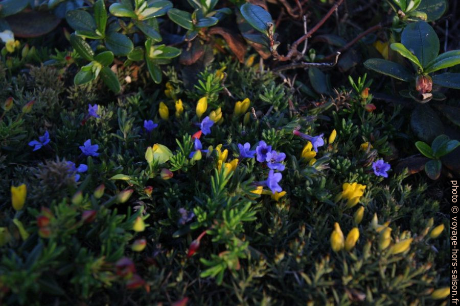 Végétation basse en fleurs au Cabo São Vicente. Photo © André M. Winter