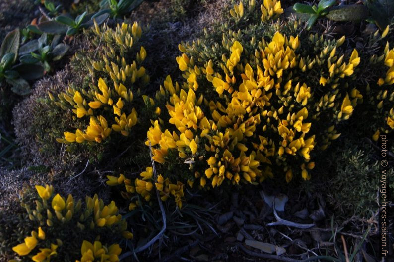 Végétation basse à fleurs jaunes au Cabo São Vicente. Photo © André M. Winter