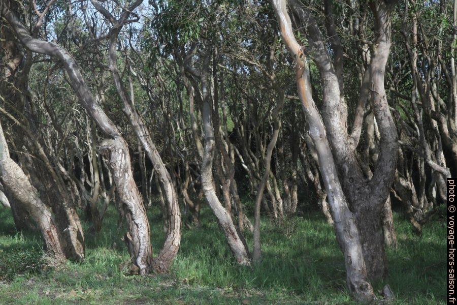 Troncs tordus d'une forêt d'eucalyptus sur terrain difficile. Photo © Alex Medwedeff