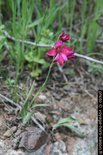 Type d'orchidée rose bordeaux. Photo © Alex Medwedeff