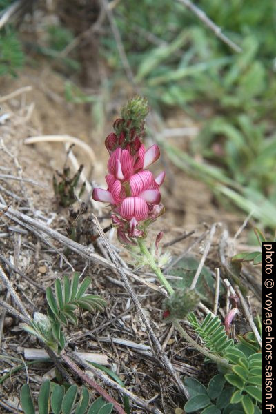 Type de lupin rose et blanc. Photo © Alex Medwedeff