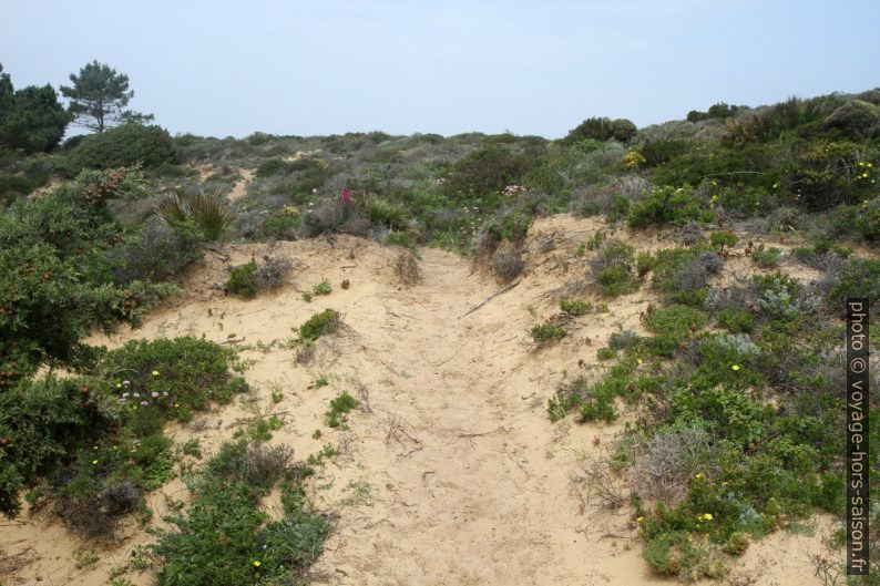 La Presqu'île du Ribat da Arrifana couverte de sable. Photo © Alex Medwedeff