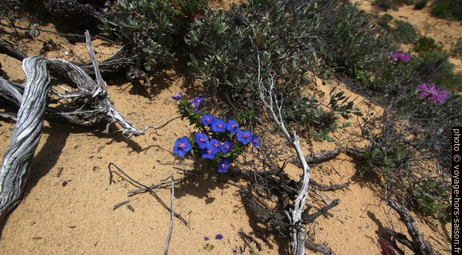 Petites fleurs bleues et bois mort. Photo © André M. Winter