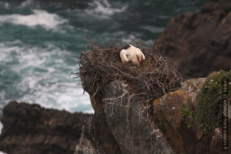 Une cigogne reprend place dans son nid au-dessus de la mer. Photo © André M. Winter