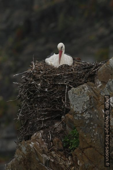 Une cigogne couve dans son nid sur les falaises. Photo © André M. Winter