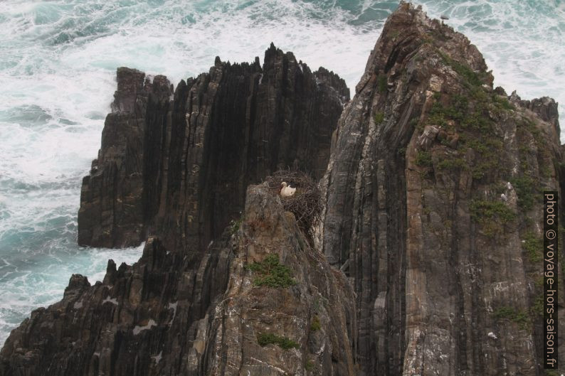 Falaises du Cabo Sardão avec un nid de cigogne. Photo © André M. Winter