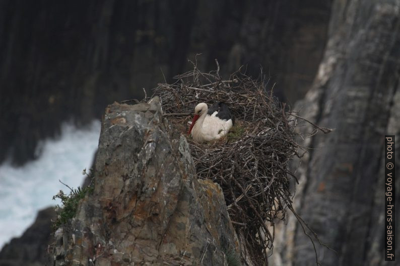 Nid avec cigogne dans la falaise du Cabo Sardão. Photo © André M. Winter